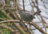 Black-capped Antwren