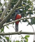 Blue-crowned Trogon
