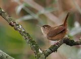 Southern House Wren