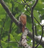 Streaked Xenops