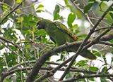 Turquoise-fronted Amazon