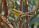 Brown-capped Whitestart