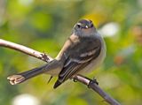 Mouse-colored Tyrannulet
