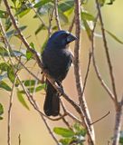 Ultramarine Grosbeak