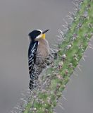 White-fronted Woodpecker