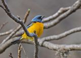 Blue-and-yellow Tanager