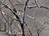 Chaco Puffbird