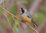 Golden-billed Saltator