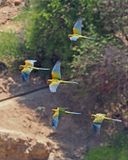 Red-fronted Macaw