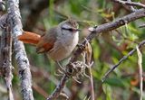Stripe-crowned Spinetail