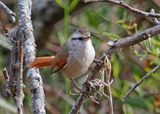 Stripe-crowned Spinetail