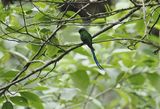 Long-tailed Sylph