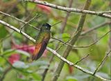 Violet-throated Starfrontlet