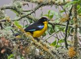 Blue-winged Mountain-Tanager