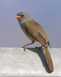 Pampa Finch