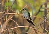Red-tailed Comet