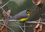 Spectacled Whitestart