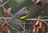 Spectacled Whitestart