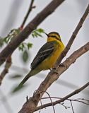 Yellow-browed Tyrant