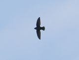 Chimney Swift