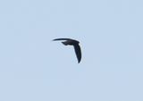 Chimney Swift