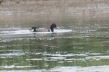 Rosy-billed Pochard