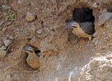 Andean Flicker
