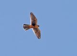 Aplomado Falcon