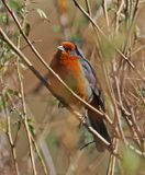 Cochabamba Mountain-Finch