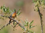Cochabamba Mountain-Finch