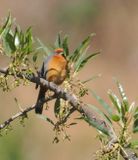 Cochabamba Mountain-Finch