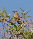 Giant Hummingbird