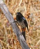 Gray-bellied Flowerpiercer