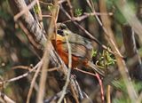 Olive-crowned Crescentchest