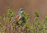 Rufous-sided Warbling-Finch