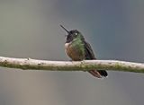 Amethyst-throated Sunangel