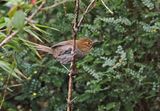 Black-throated Thistletail