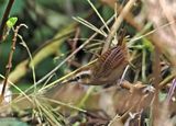 Fulvous Wren