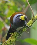 Hooded Mountain-Toucan