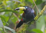Hooded Mountain-Toucan