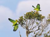 Scaly-naped Amazon