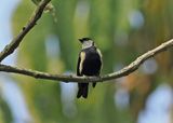 Straw-backed Tanager
