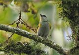 Straw-backed Tanager