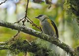 Straw-backed Tanager