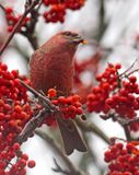 Pine Grosbeak
