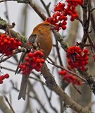 Pine Grosbeak
