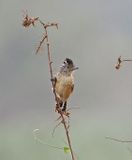 Barred Antshrike