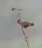 Barred Antshrike