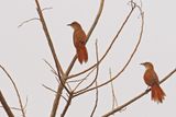 Great Thornbird