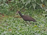 Green Ibis